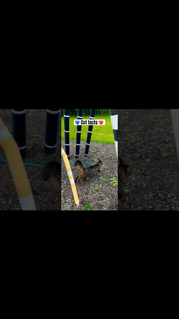 Cat facts you definitely don’t know! #shorts catfacts #adley #cats