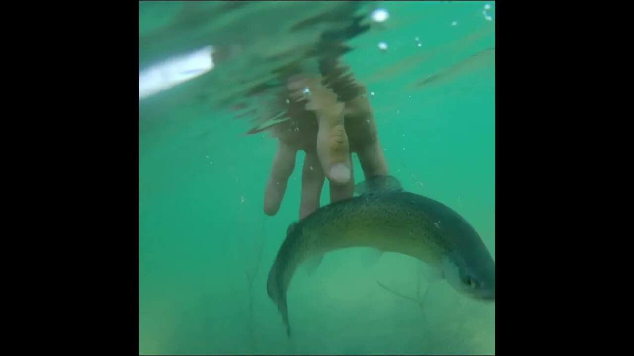trout release
