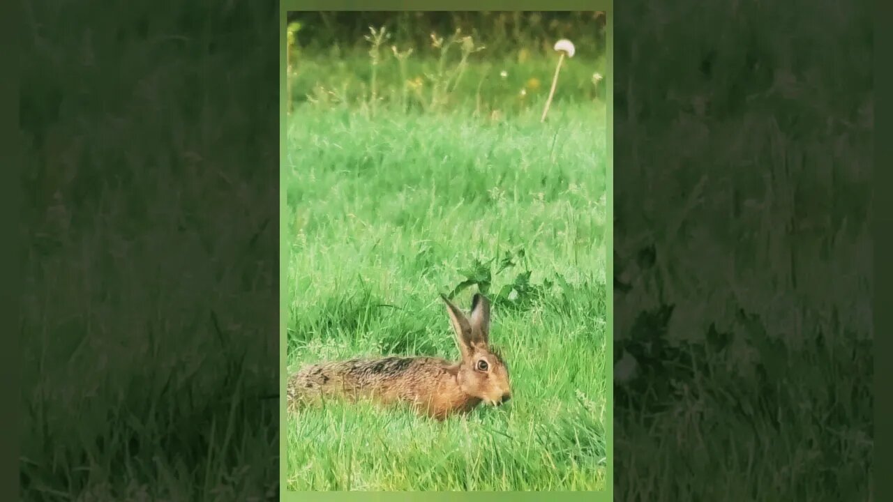 The elusive Hare #hare #wildlife #viral #animals #shorts #shortvideo #new #subscribe #shortsfeed