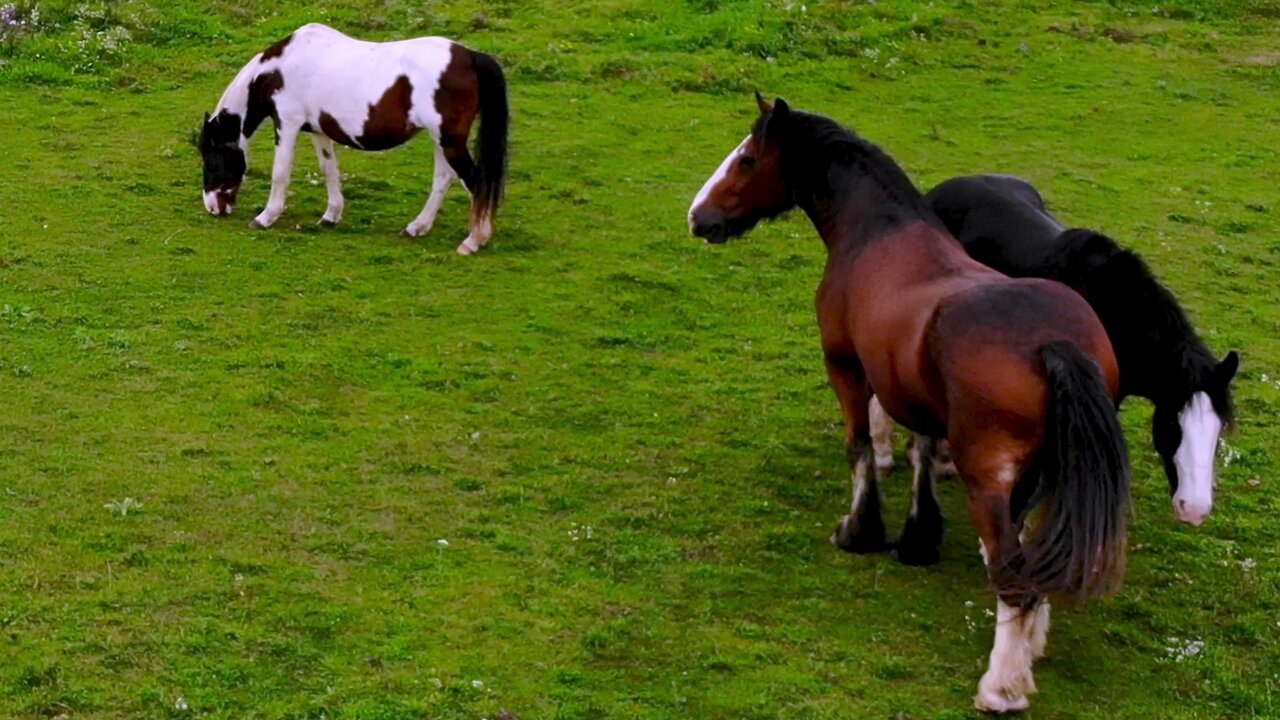 Drone captures affectionate moment between two magnificent Clydesdales