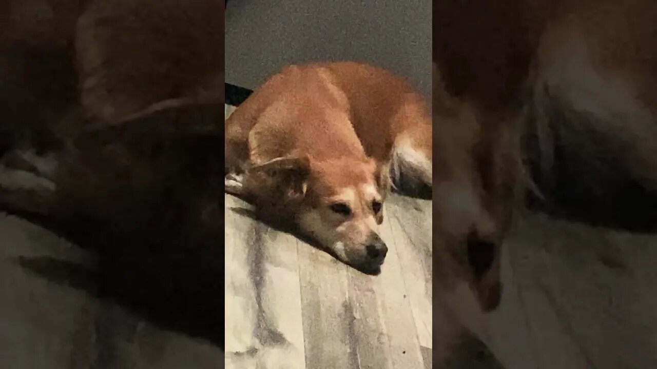 My dog and I .. full video on my page