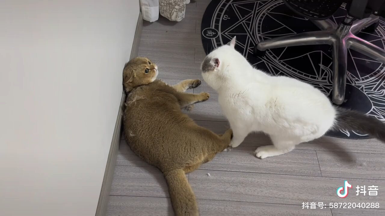 Strong Fighting Between two Cat's
