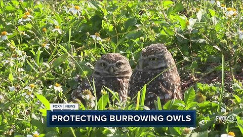 Cape Coral planning to collapse owl burrow