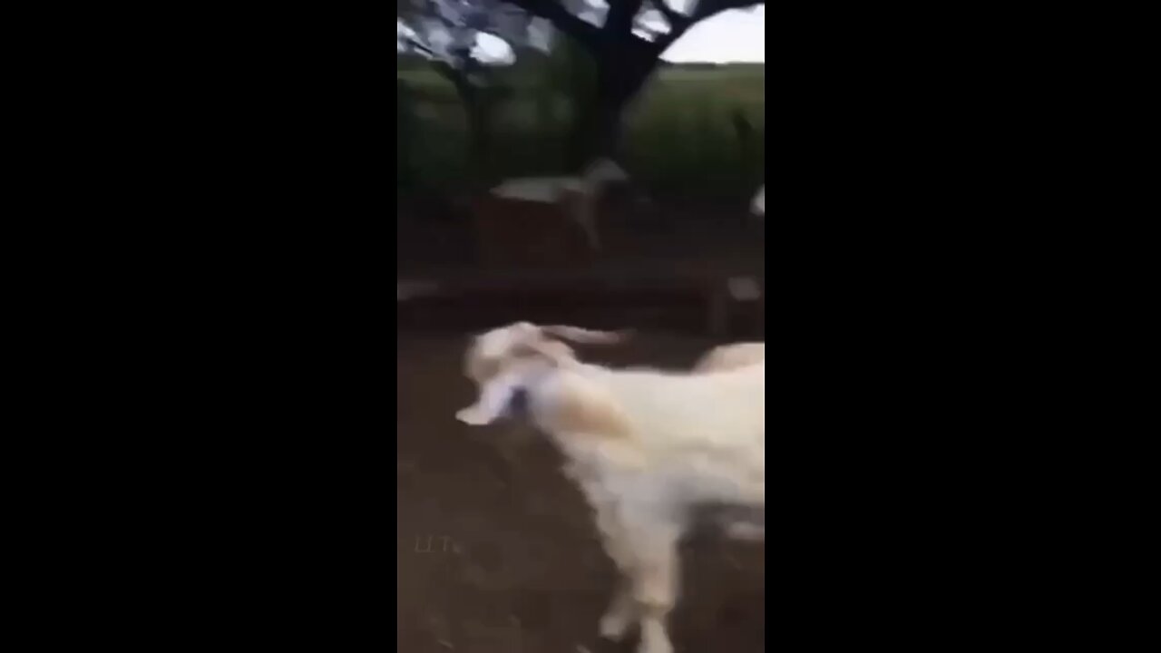 Sheep Defending His Buddy #sheep #funny #viralsvideo