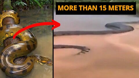 ANACONDA WITH MORE THAN 15 METERS NEVER SEEN IN BRAZIL