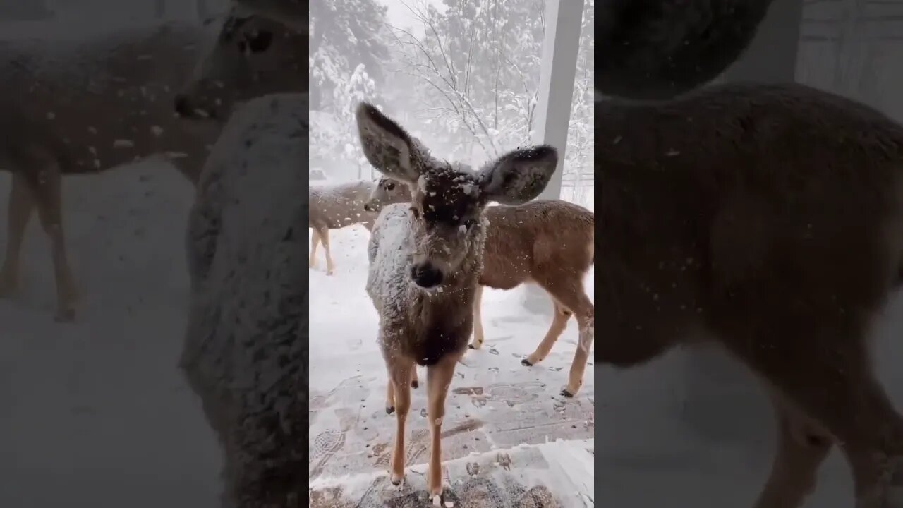 TODOS GOSTAMOS DE NEVE #shorts #animals #sustentabilidade #nature