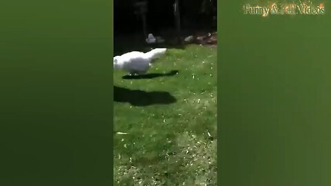 Funny Animals