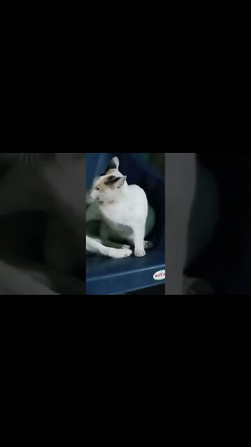 Funniest Puppies and Kittens 2022 😍😂 Cutest Ever