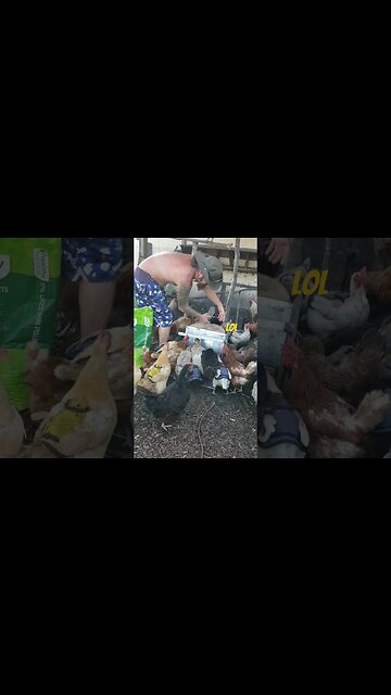 Time To Refill The Food Thing Again #chickens #chickenshorts #chickenlife