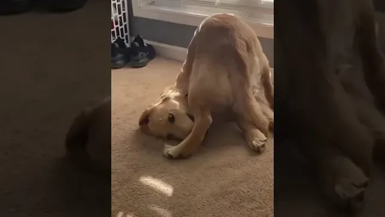 What is he doing ? #doglover #dogshorts #amazingdogsvideos