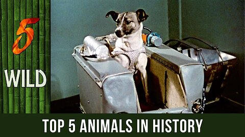 Top 5 Animals With Important Roles In History | 5 WILD