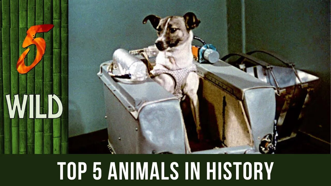 Top 5 Animals With Important Roles In History | 5 WILD