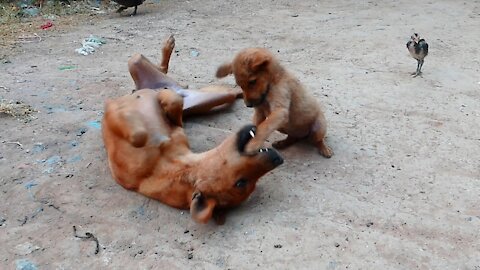 Cute mother protects and playes with her puppy baby