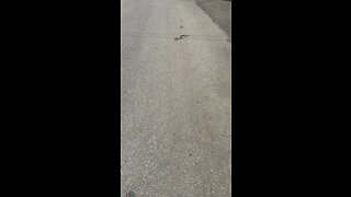 I met a fellow traveler on my way 🐍
