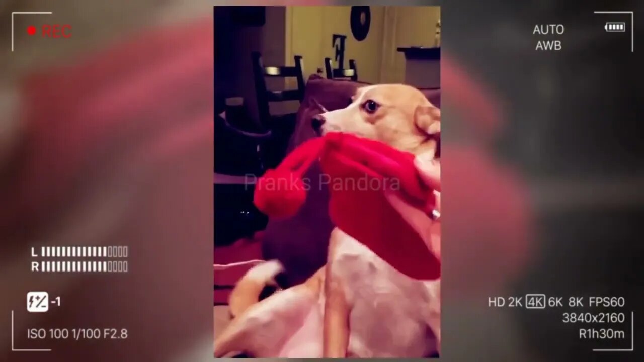 Did You Know Dogs Are Incredible Try Not To Laugh When You Watch This Prank