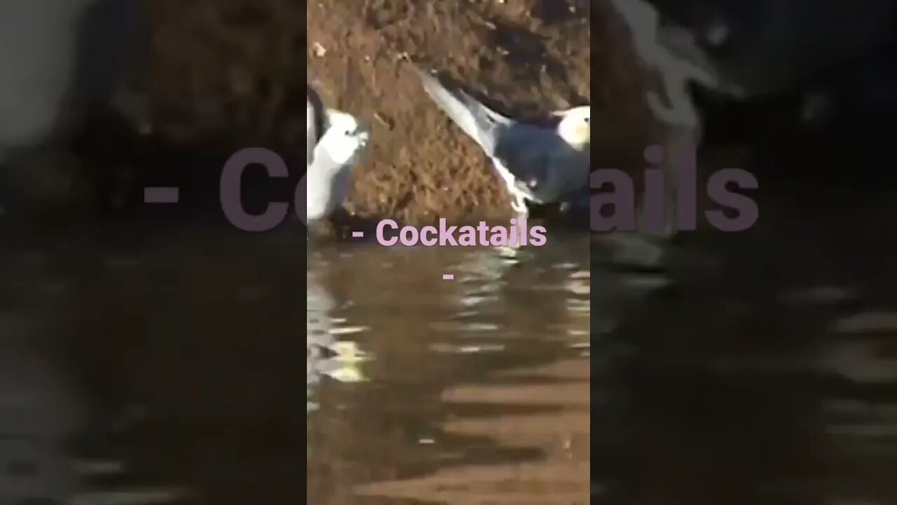 Cockatails Bird