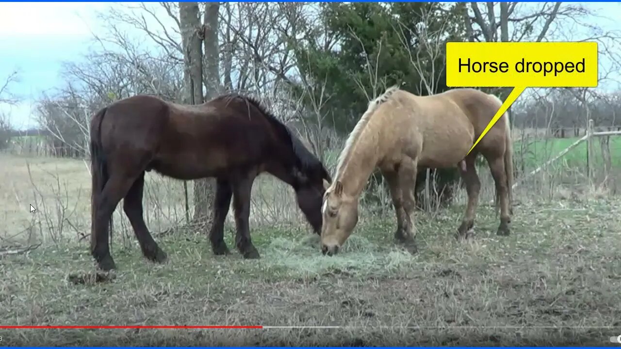 Removing The Smegma Bean From A Horse Sheath - Safety Concerns So You Don't Get Kicked