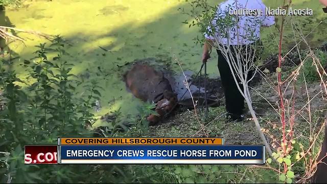 Rescue crews pull Kiersa the horse from thick mud in Hillsborough County