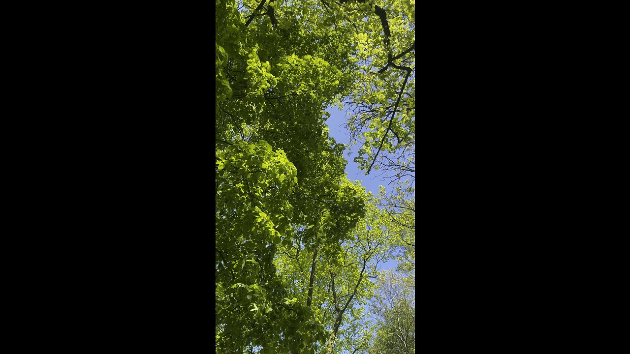 sky under the trees