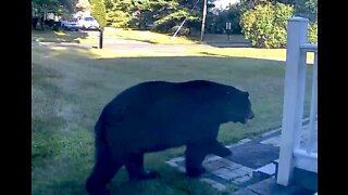 Huge Black Bear Walking Through Suburban Yard and Around House