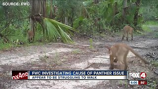 FWC investigating cause of panther issue