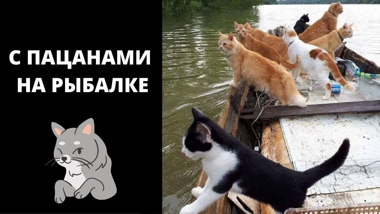 The cat is a Fisherman. Cat Fishing! Jokes with Cats. Video