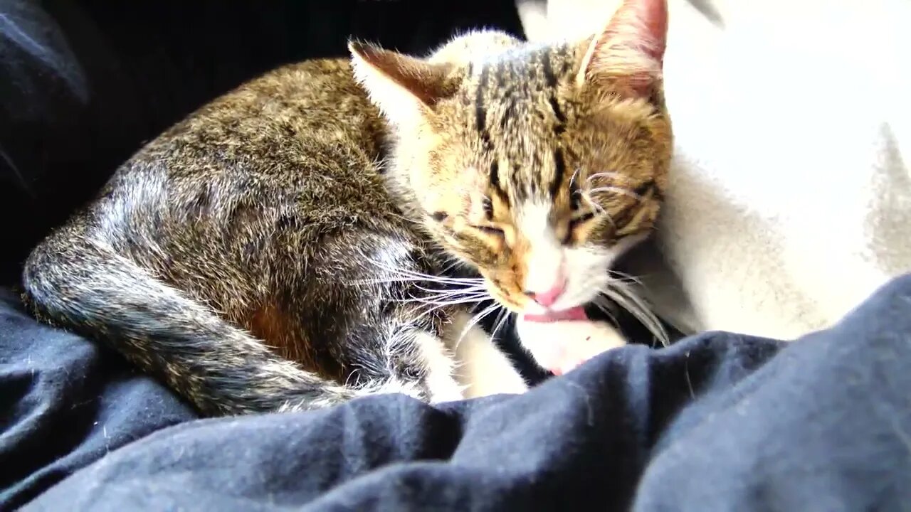 Cute Kitten Has a Shiny Fur