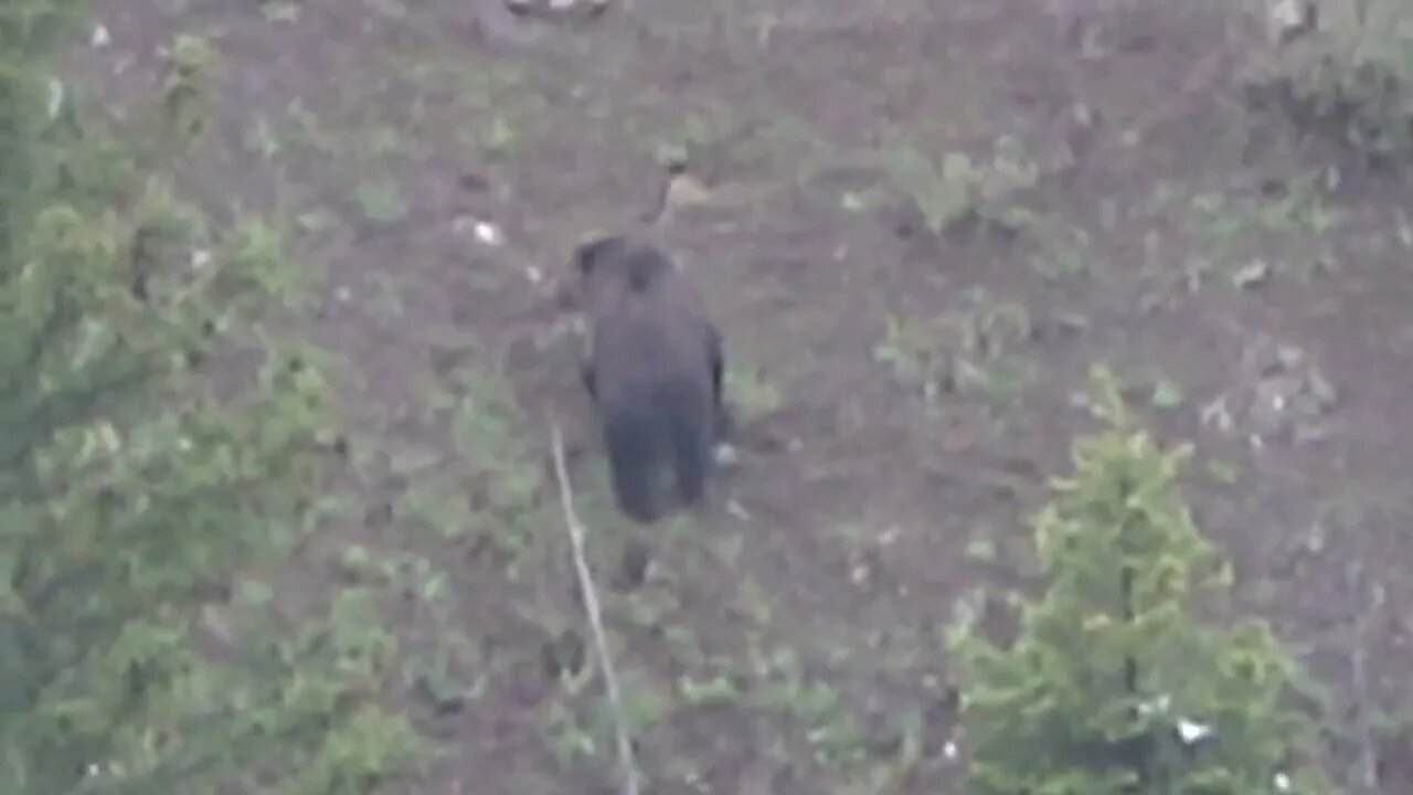 Check out these GRIZZIES! One with beautiful coloration behind his shoulders!