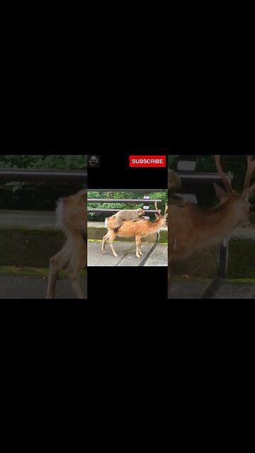 #shorts, #animal, #animals, #animalfacts, #animalshorts, #nature, #wildlife, #wildlifeanimals