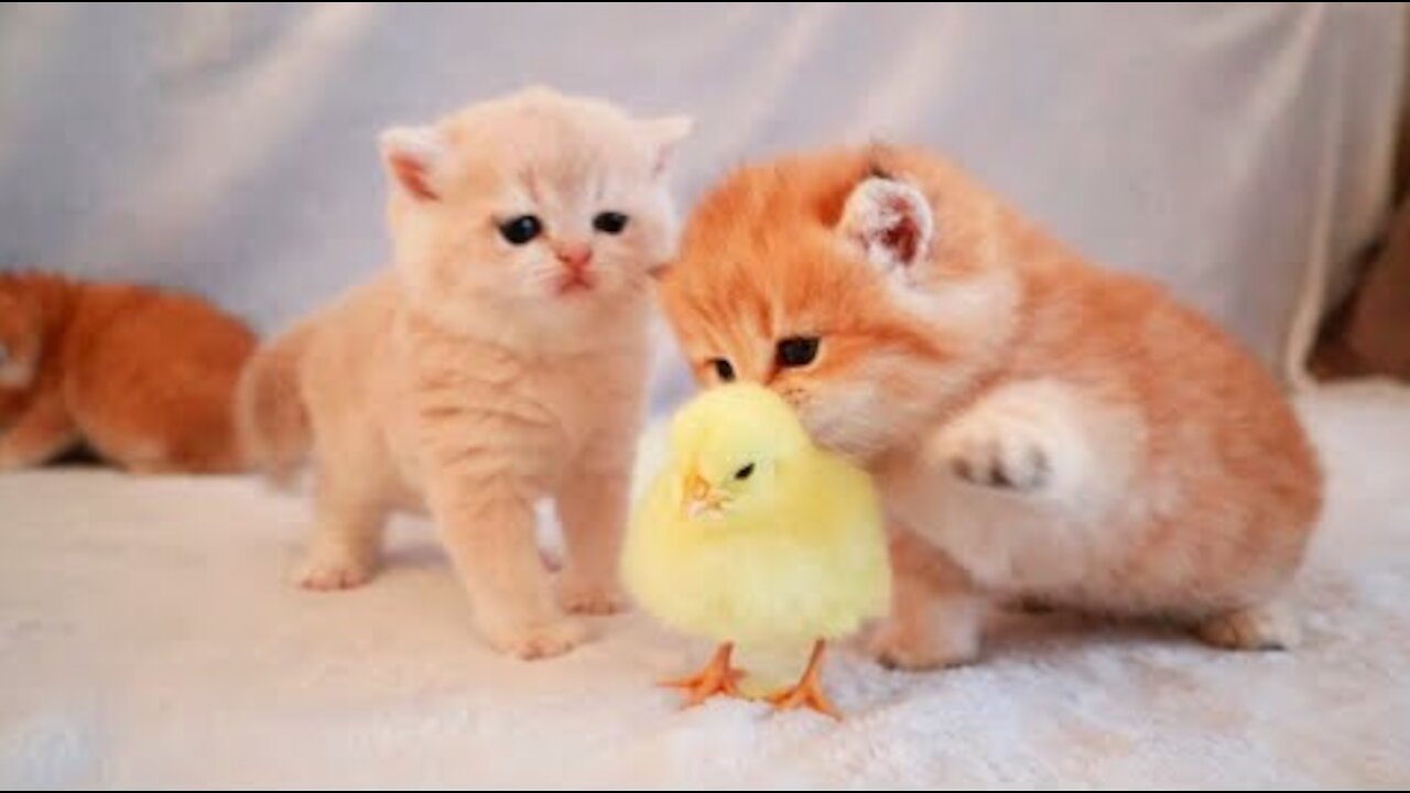 Kittens walk with a tiny chicken | cat dancing and playing | funny cats video