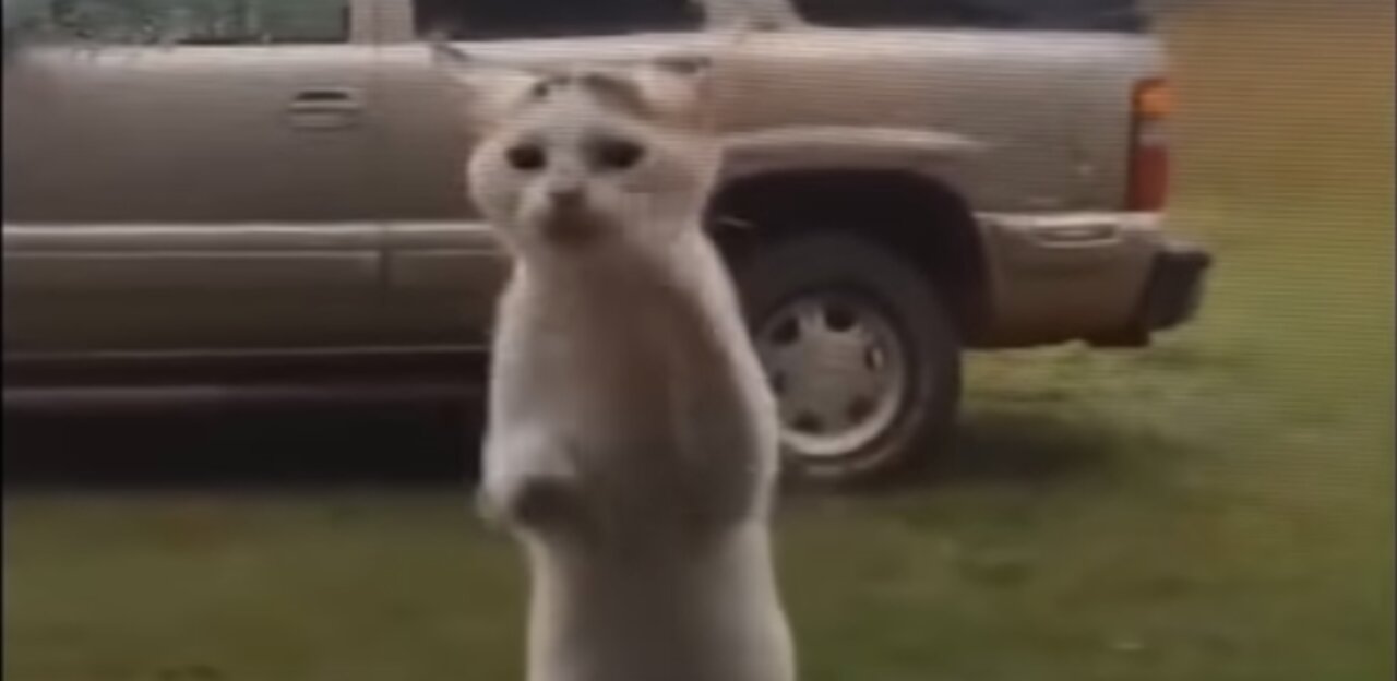 cat in rain