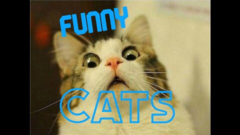 Funny Cat Compilation