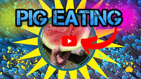 VIDEO OF A PIG EATING A WATERMELON AND MAKING NOISE