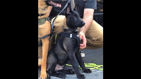 Dog training
