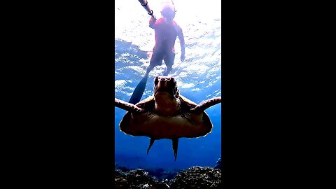 Green Sea Turtle