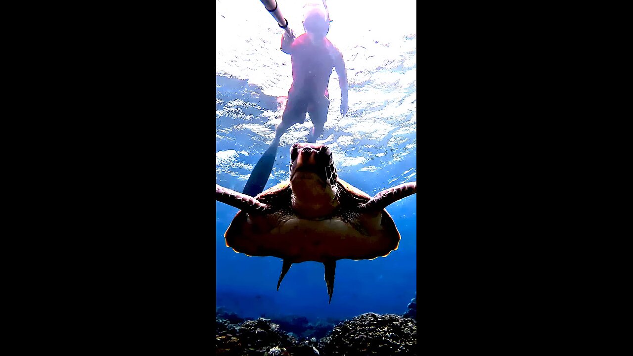 Green Sea Turtle