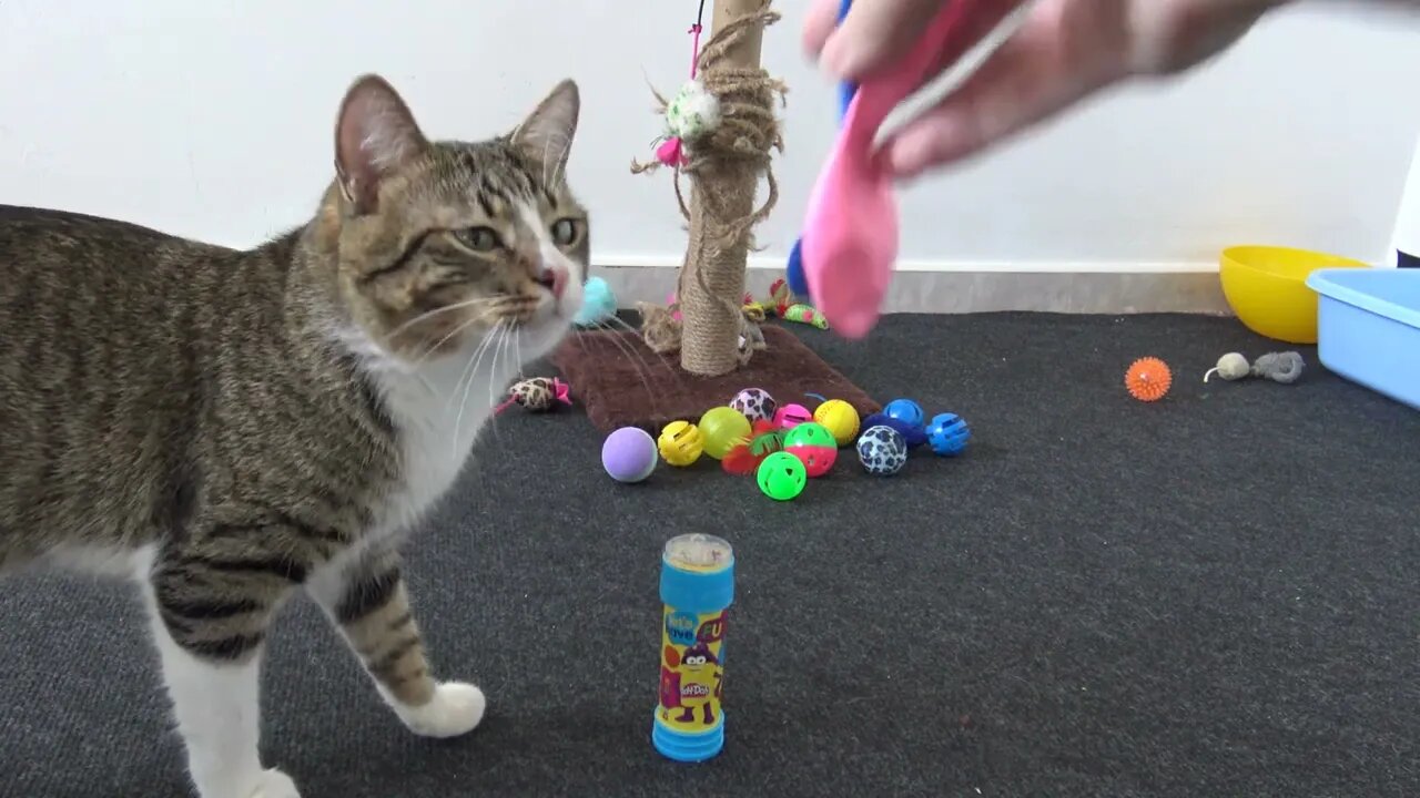 Funny Cat Is Curious about Soap Bubbles