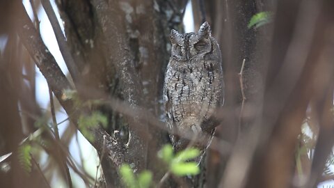 The owl's disguise was so powerful that it was close to the trees that it almost didn't be seen