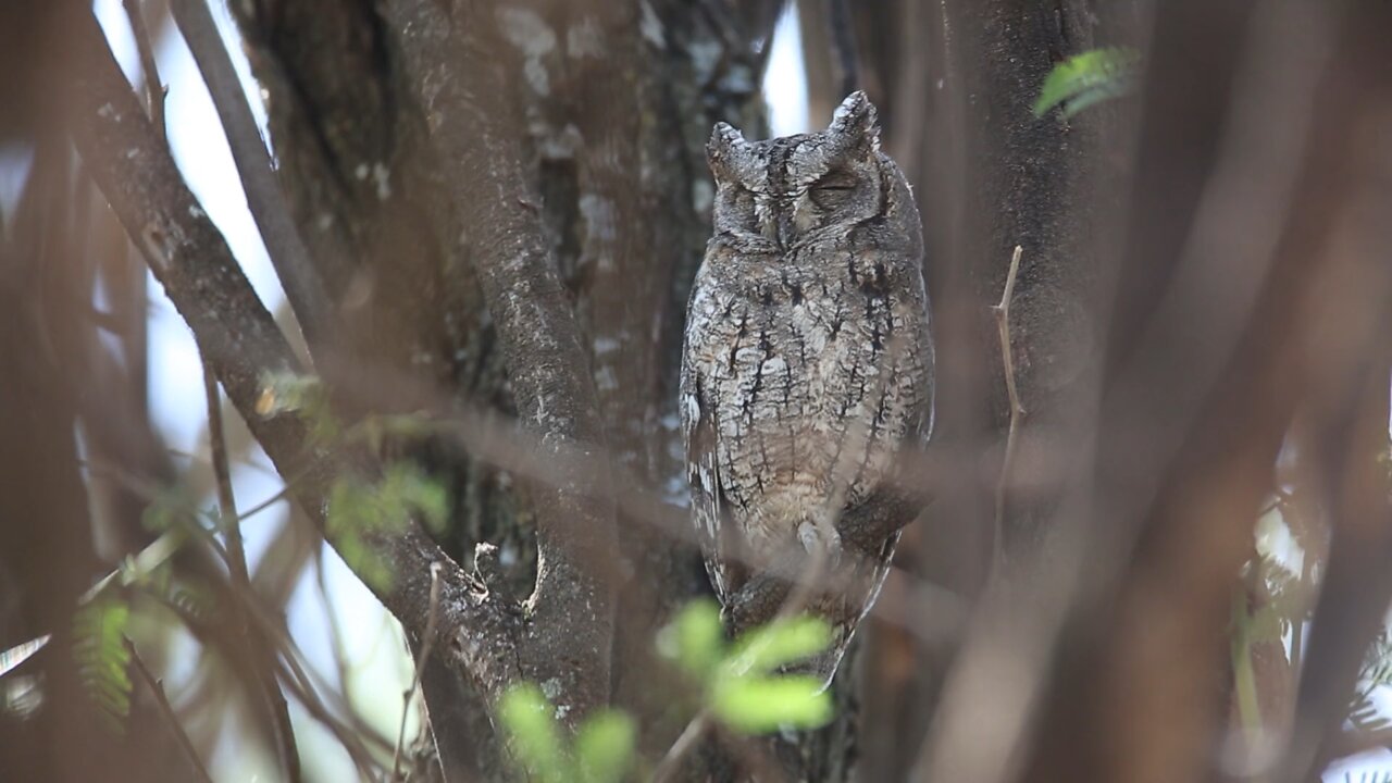 The owl's disguise was so powerful that it was close to the trees that it almost didn't be seen