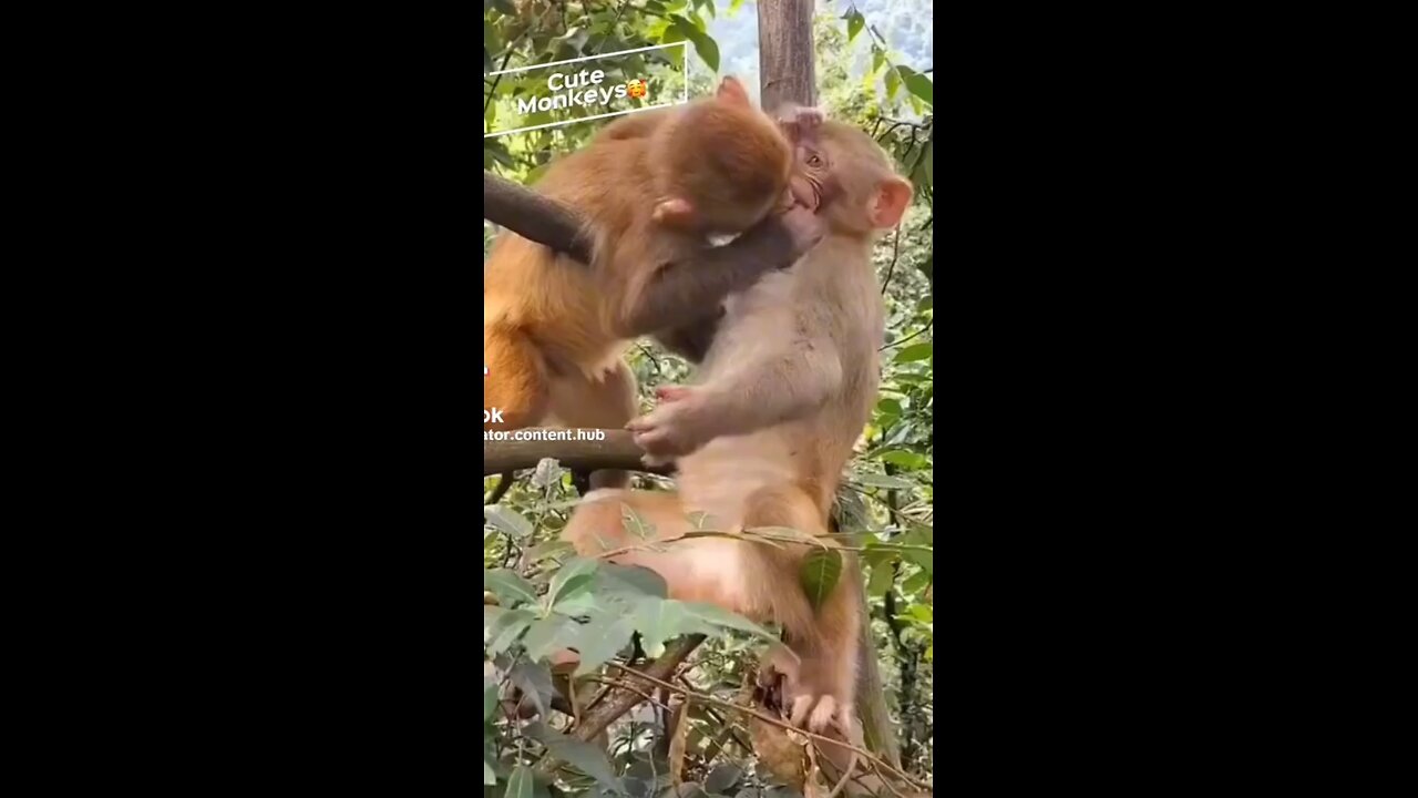 cute monkeys😘