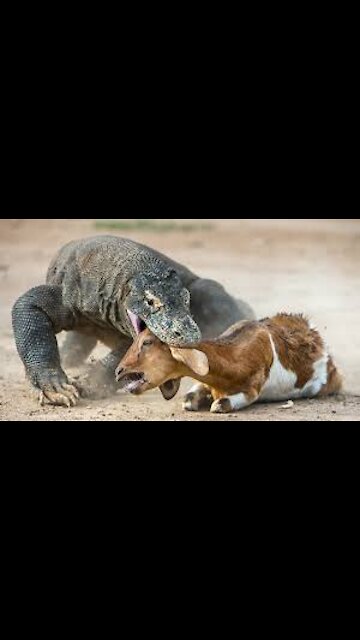 The big chameleon eating a goat