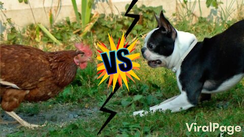 Dogs VS Chicken Fight