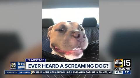 Dog from Flagstaff becoming internet sensation