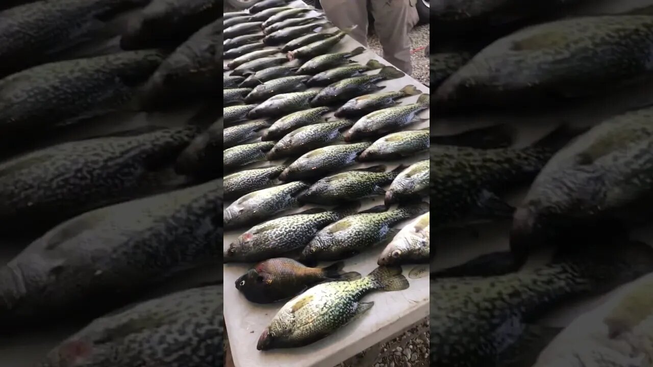 Crappie are Spawning #fish #getreel #crappiefishing #fishing #catchingfish ￼