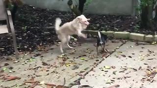 Dog with condition prances around during playtime