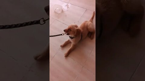 كلب يفرح لانه اول مرة يجيله جرس شوفوا عامل ايه