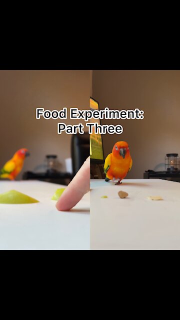 Bird food experiment: trial 3