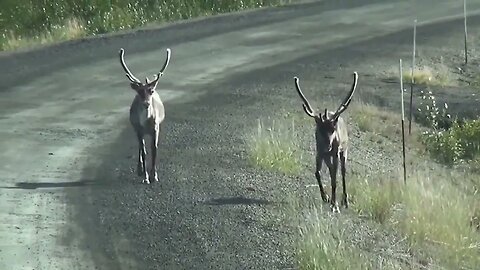 Reindeer! Learn facts about Reindeer