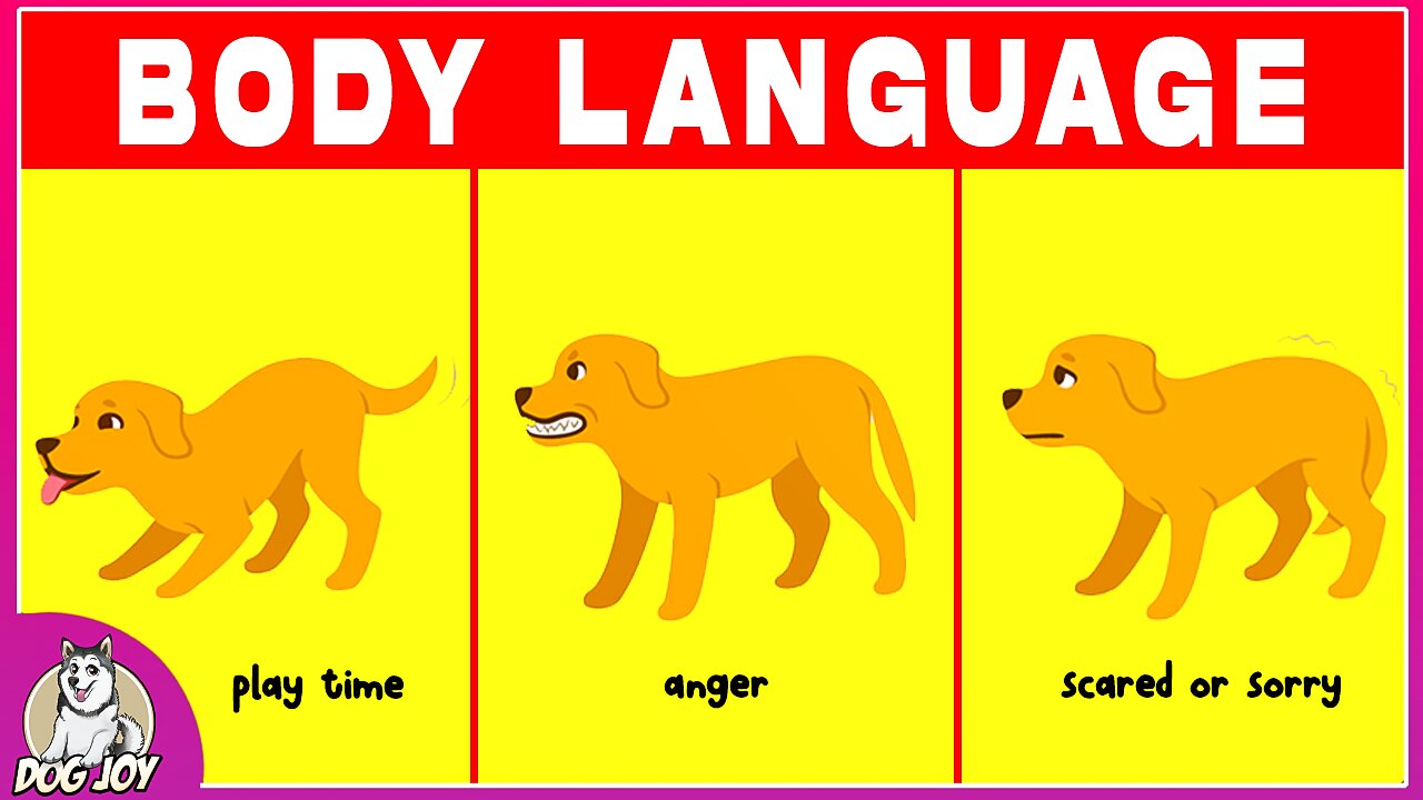 Dog Language Explained! Best Ways to Understand your Dog