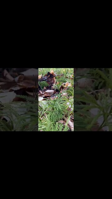 Easy Fire Tinder. #shorts #bushcraft #plants #fire #tinder #dog